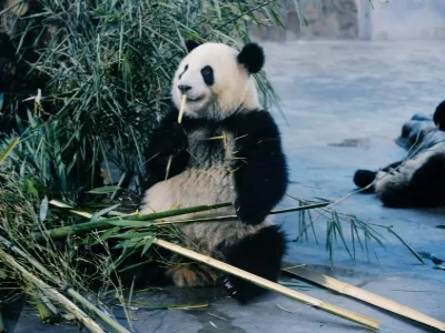 Chengdu Travel Guide: Top Things to Do in China’s Panda Capital