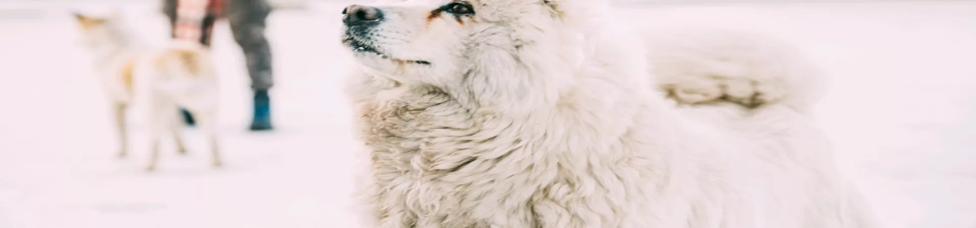 Top China Guide banner