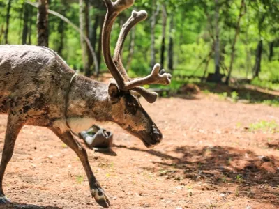 Aoluguya Deer Tribe - Reindeer Park