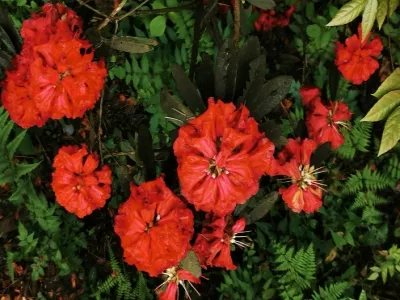 Baili Rhododendron Camp