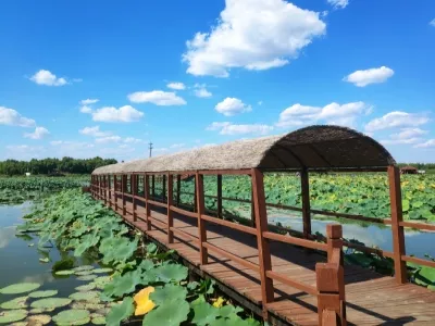 Baiyangdian Scenic Area