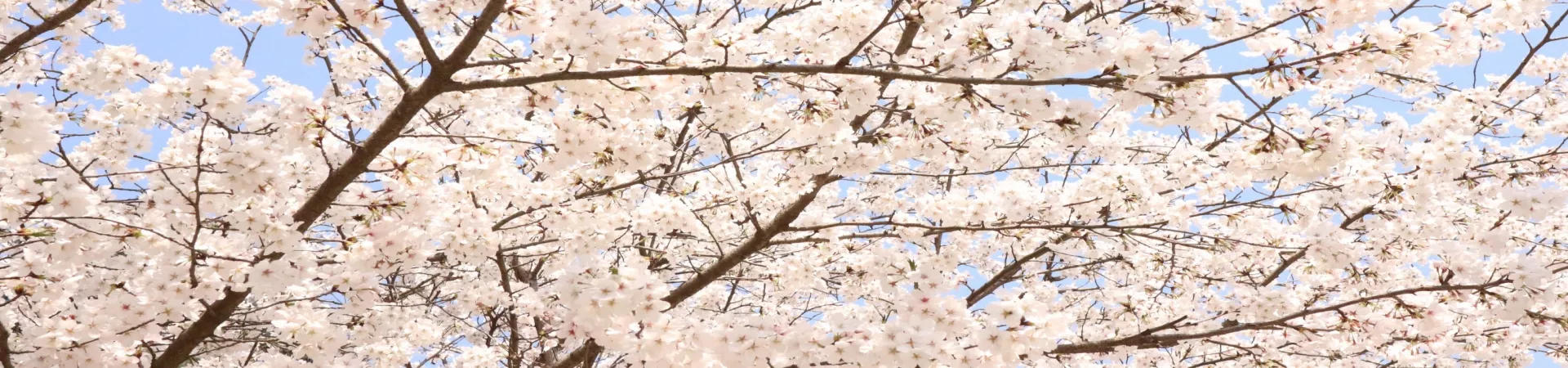 Top China Guide banner