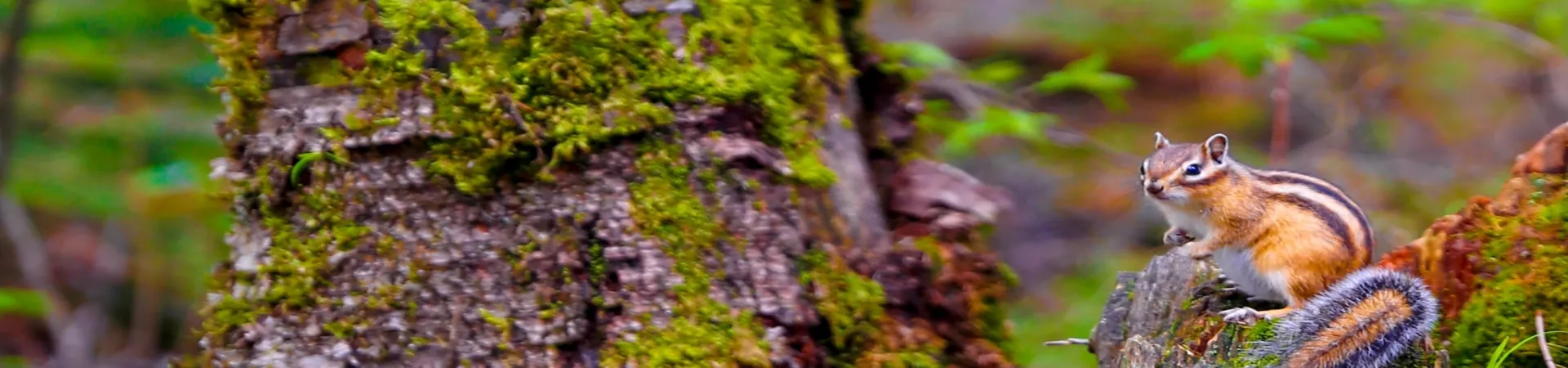 Top China Guide banner