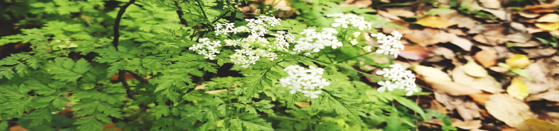 Top China Guide banner