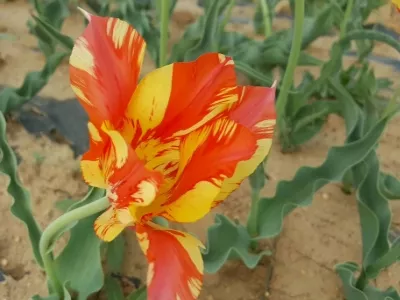 Chaya Mountain Tulip Garden