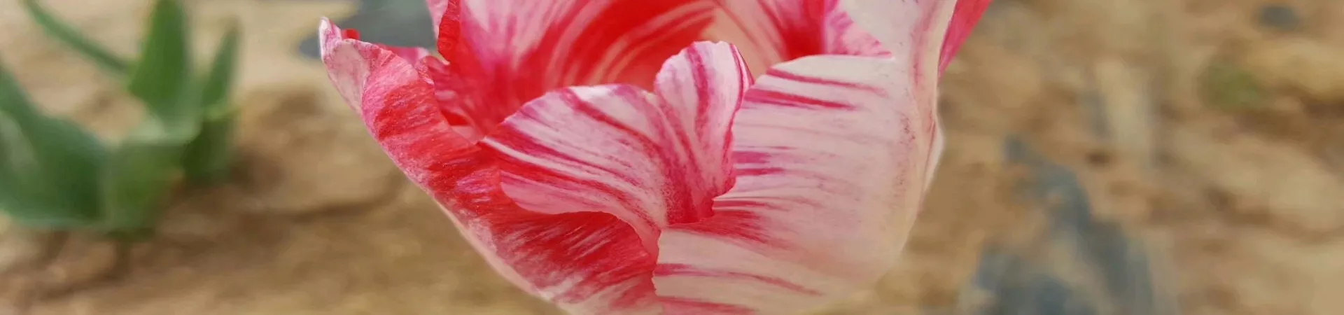 Top China Guide banner