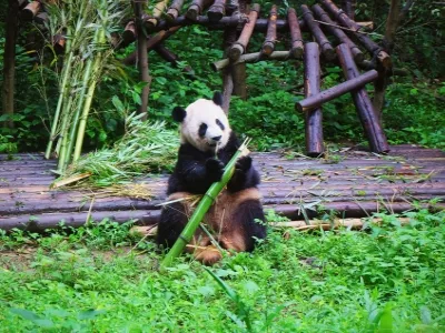 Chengdu Research Base of Giant Panda Breeding