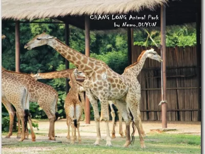 Chimelong Wildlife World