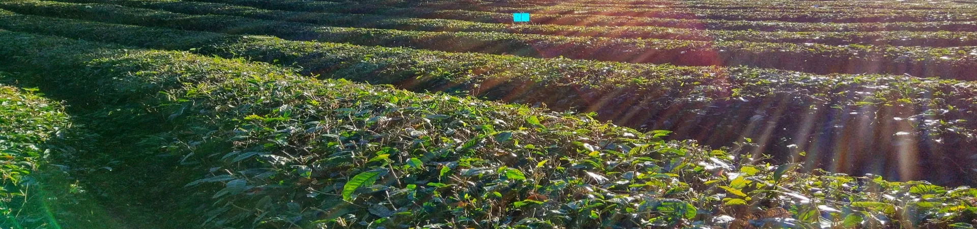 Top China Guide banner