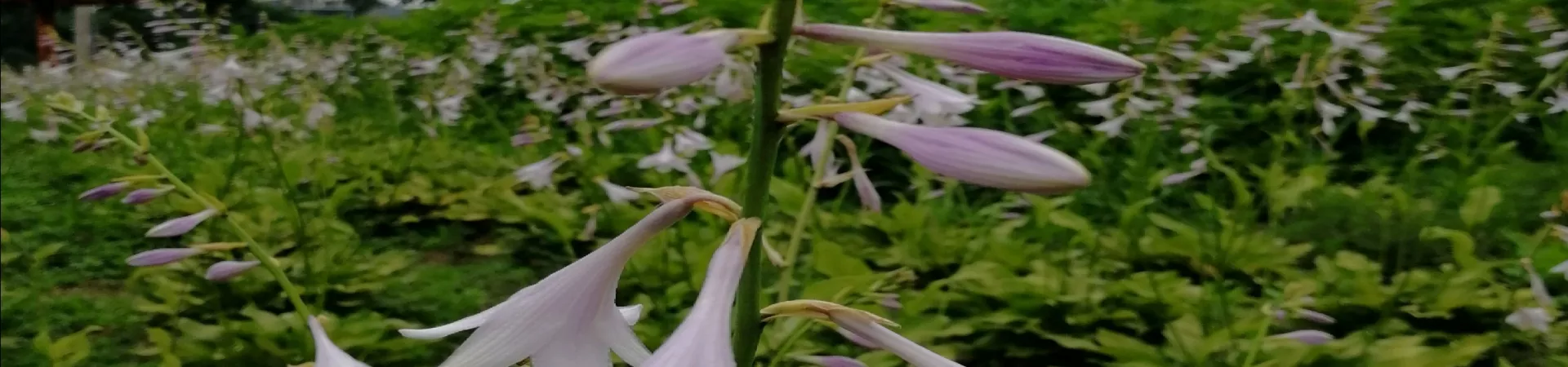 Top China Guide banner