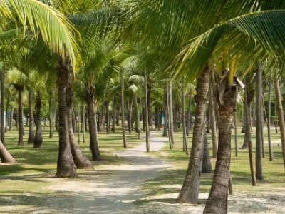 Coconut Dream Corridor