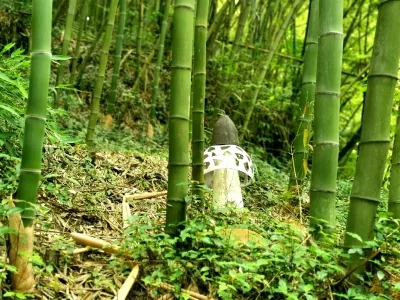 Dadong Bamboo Sea Scenic Area