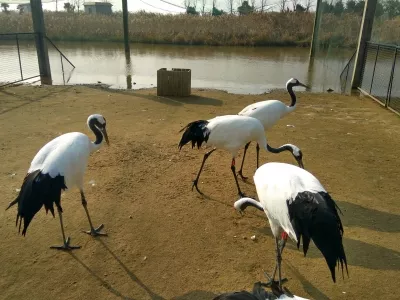 Dafeng Red crowned Crane Rare Bird Park
