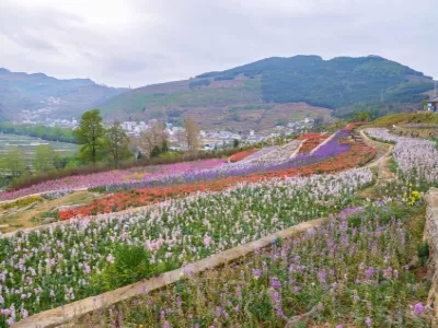 Liupanshui Dahebao Liangdu Flower Sea