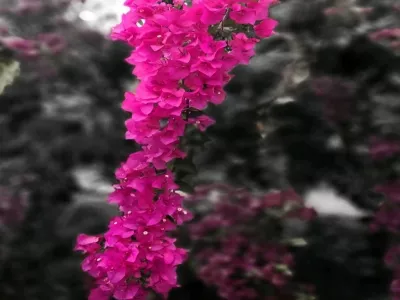 Dawangshan Forest Park