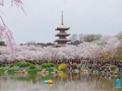 Donghu Cherry Blossom Garden