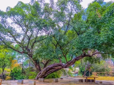 Dragon Claw Ficus