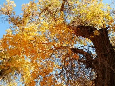 Ejina Populus euphratica Forest Tourist Area