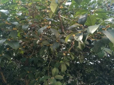 Ewangcheng Ecological Culture Park