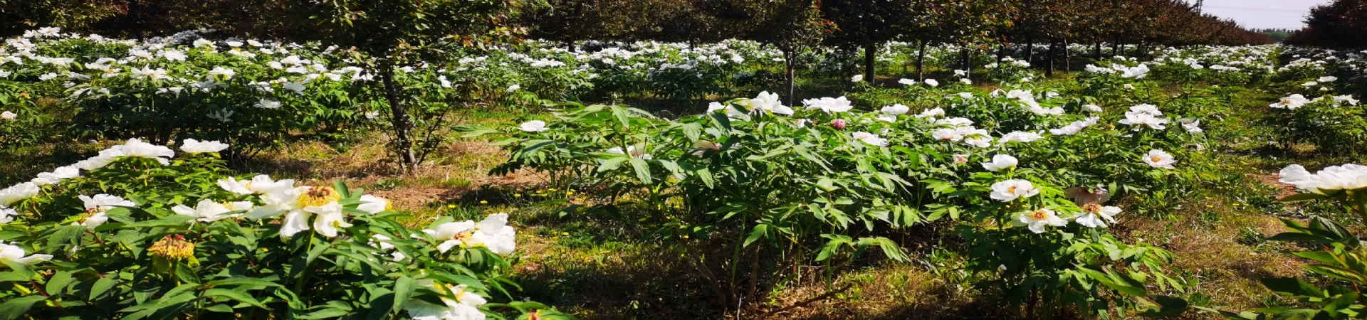 Top China Guide banner