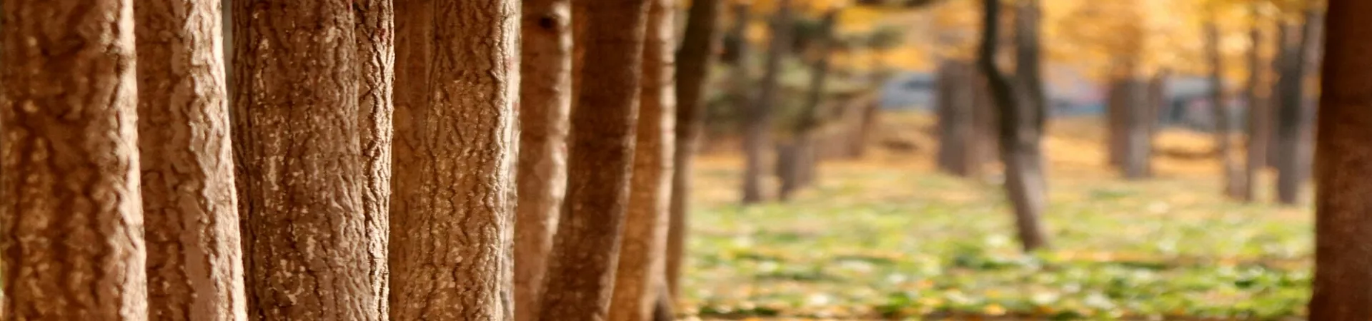 Top China Guide banner