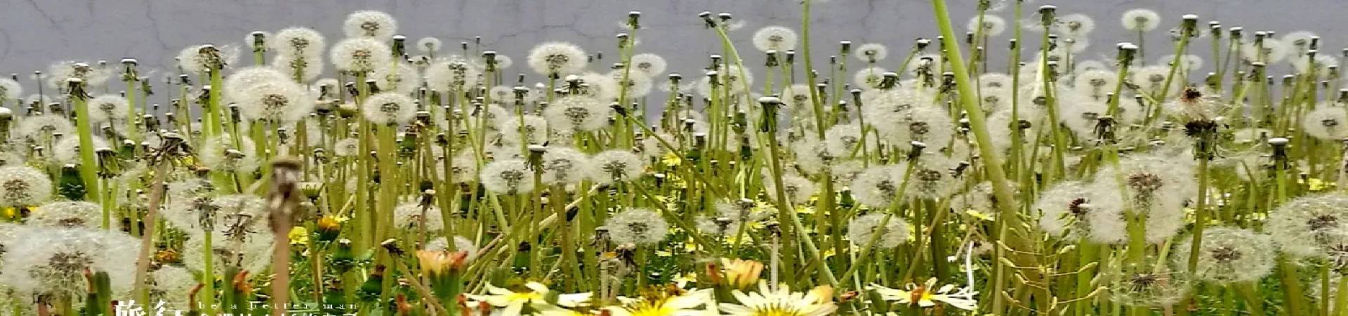 Top China Guide banner