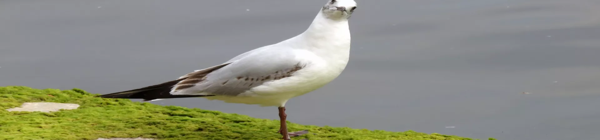 Top China Guide banner