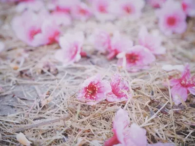 fuzhou national forest park 