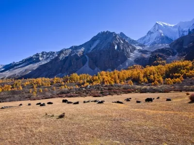 Luorong Cattle Farm