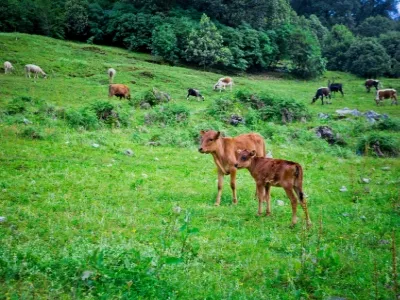 Gesala Ecotourism Area