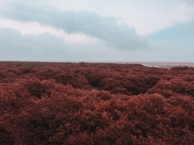 Beihai Golden Bay Mangrove Ecological Tourism Area
