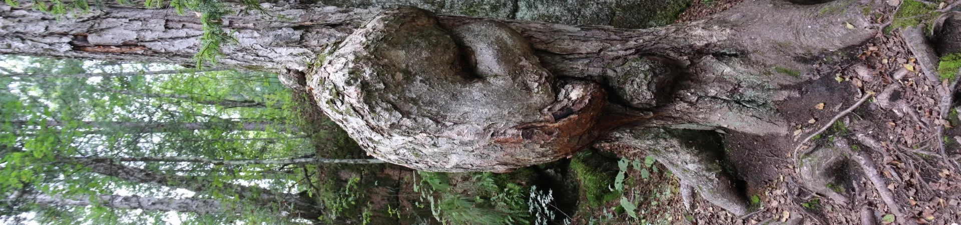 Top China Guide banner