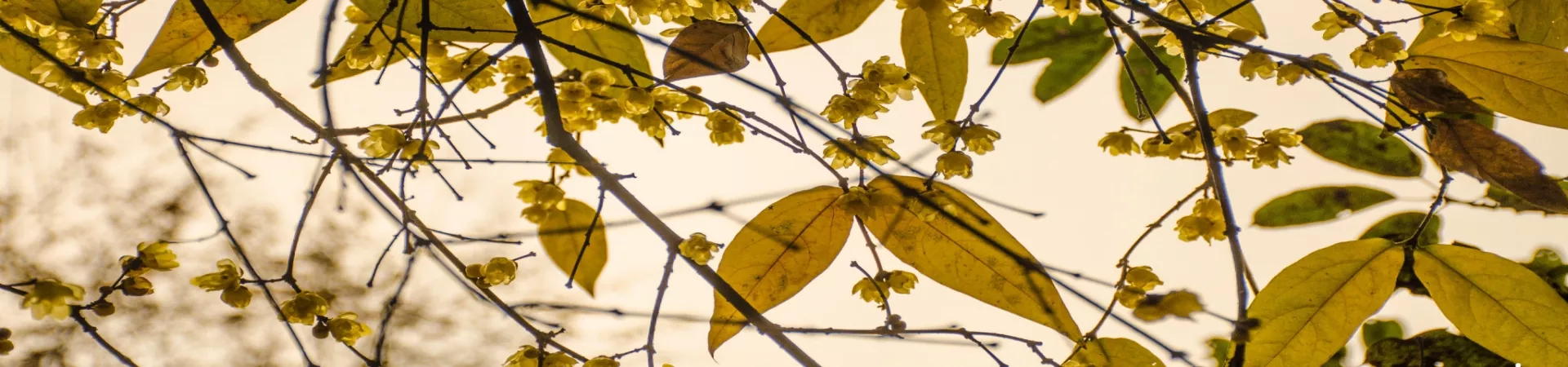 Top China Guide banner