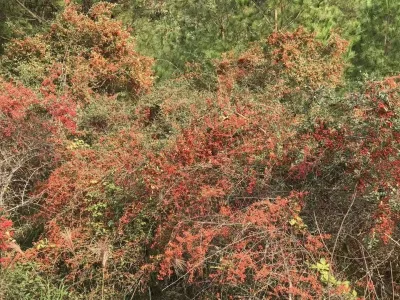 Guanyin Mountain Forest Park