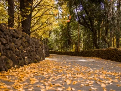 Gudong Ginkgo Village