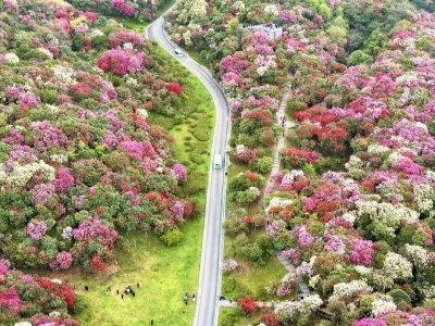 Guizhou Baili Rhododendron Scenic Area