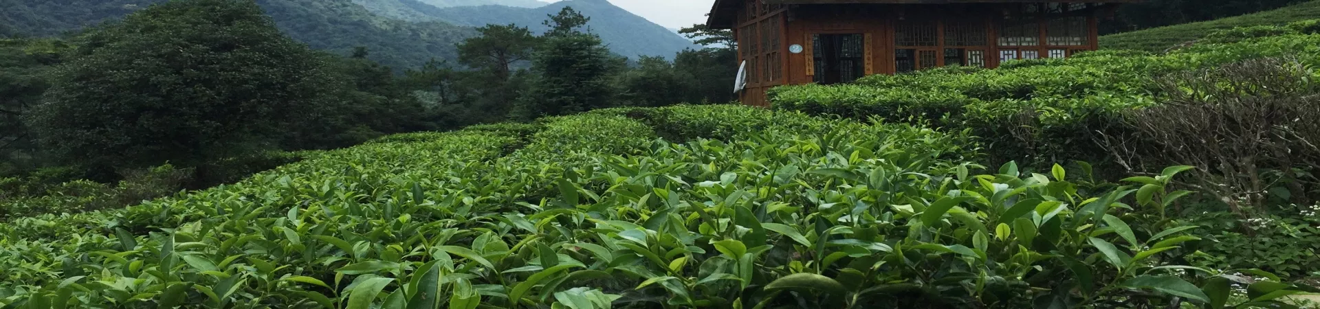 Top China Guide banner