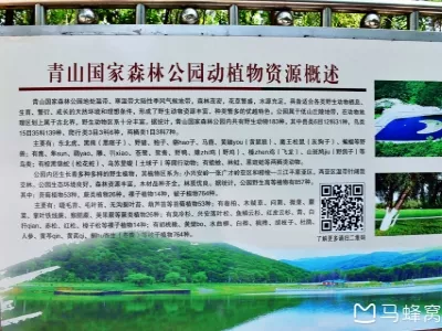 Heilongjiang Qingshan National Forest Park