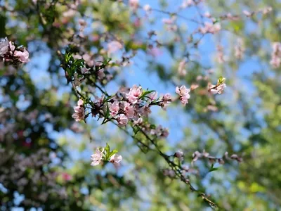Honghua Lake Scenic Area