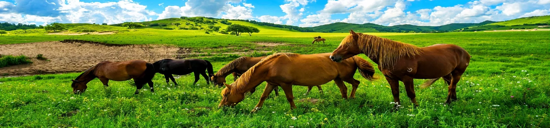 Top China Guide banner