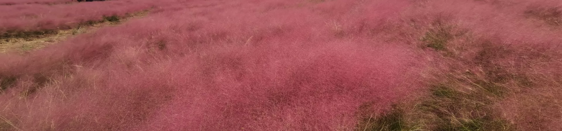 Top China Guide banner