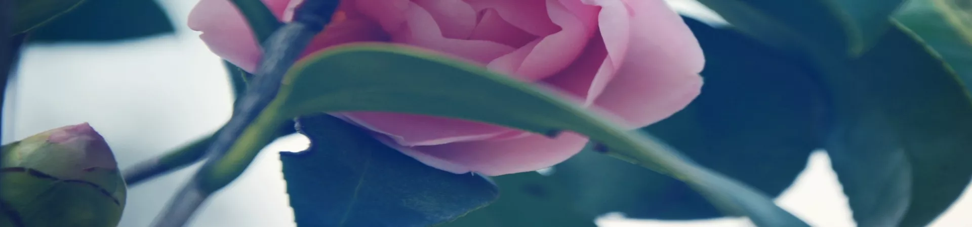 Top China Guide banner