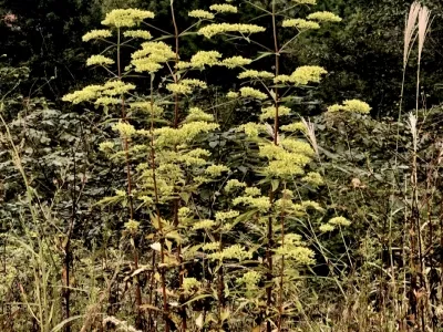 Jingshan Camellia Source