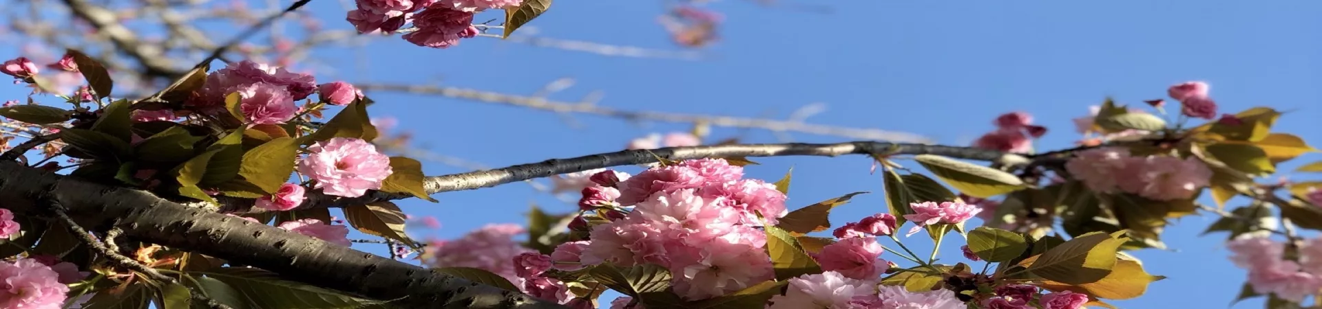 Top China Guide banner