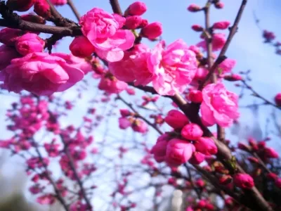 Jinsha Botanical Garden