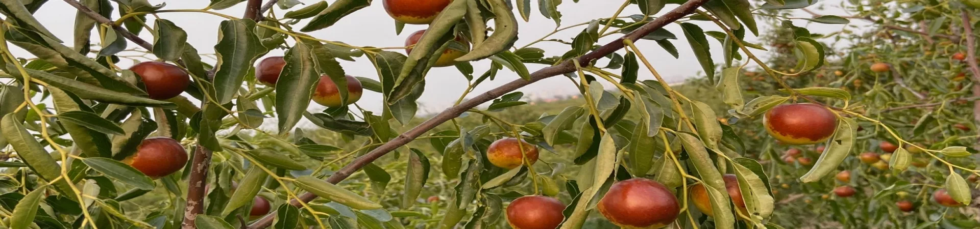 Top China Guide banner