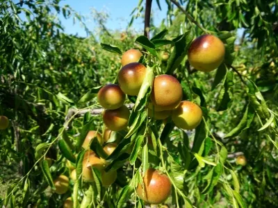 Juguan Gugong Zaoyuan