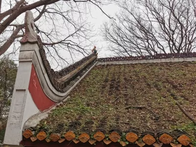 Junshan Bamboo Forest