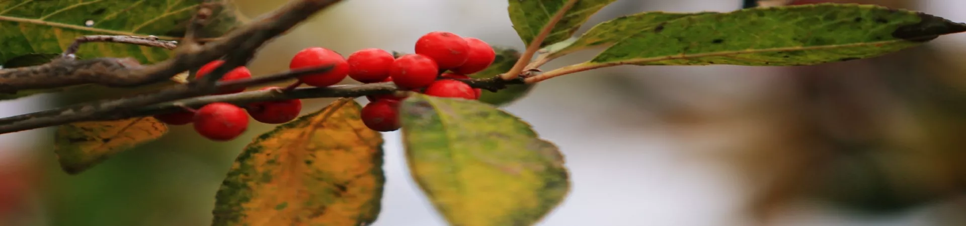 Top China Guide banner