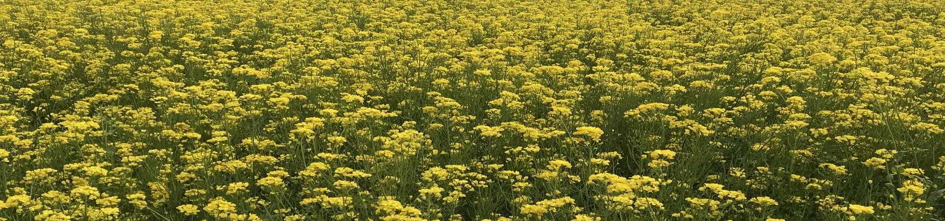 Top China Guide banner